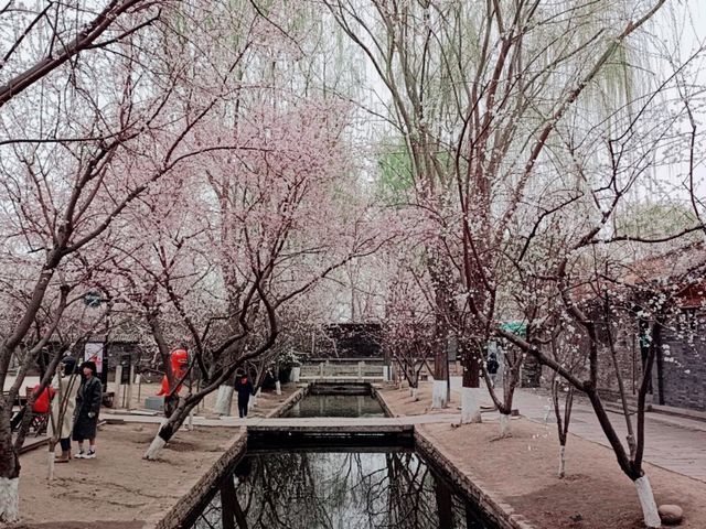 Cherry Blossom in Beijing Hutong: A Spring Final Call