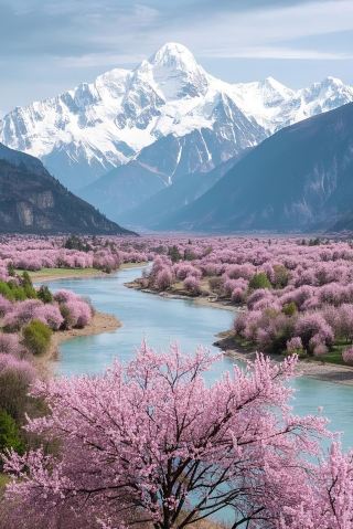 Nyingchi Peach Blossoms in Full Bloom! Breathtaking Beauty of Snow-Capped Mountains and Flowery Seas