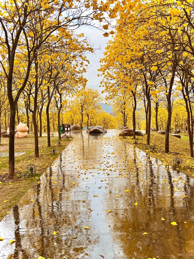 雨中黃花風鈴木，太震撼了