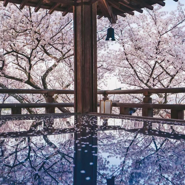 🌸挖到京都超绝美的小众賞櫻秘境😍