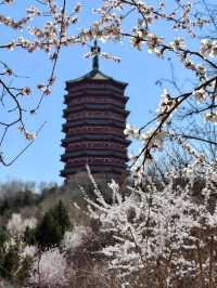 春天來了，開了