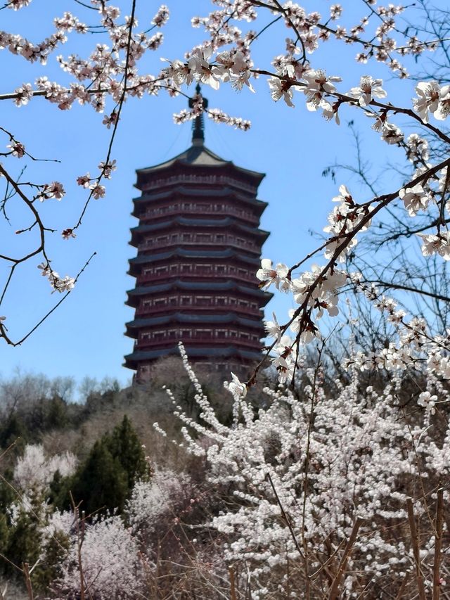 春天來了，開了