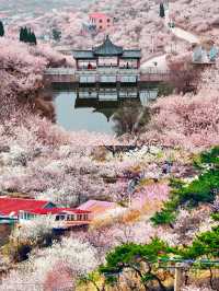 青島最全賞花攻略