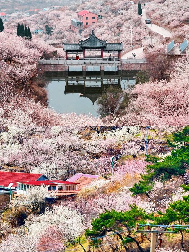 青島最全賞花攻略