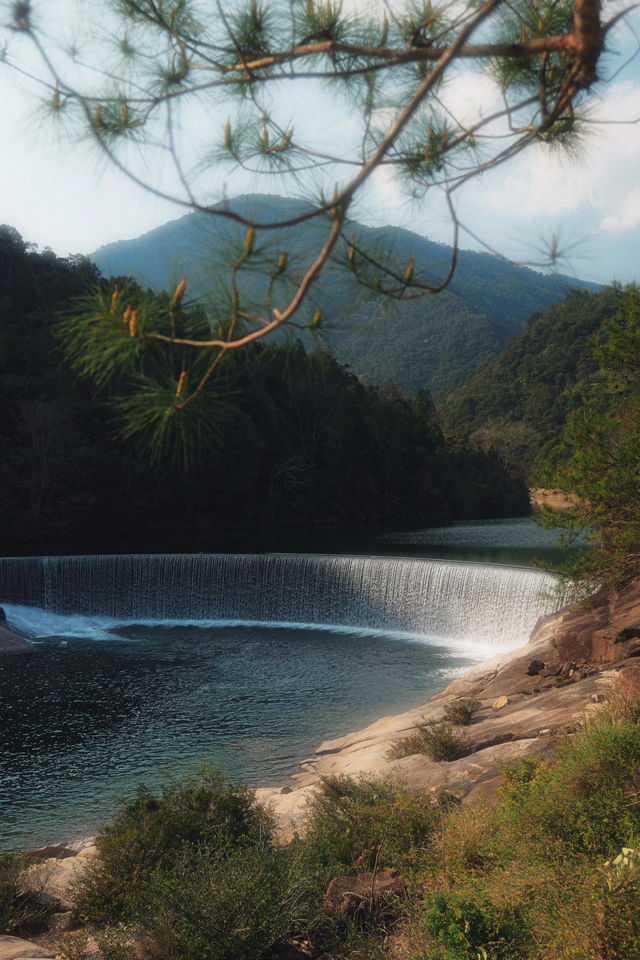 春天就要上春山，一起去武夷山品茗