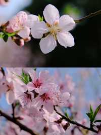 蘇州賞桃花‖打卡避坑攻略