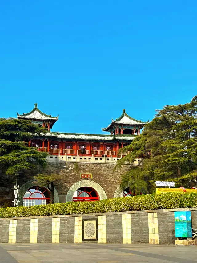 봄 한정 난징, 벚꽃이 절대적인 주인공