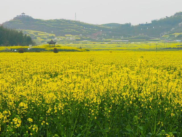 重慶墊江萬畝油菜花田