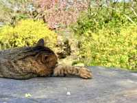 Springtime in Guangzhou: Cats & Blossoms in Zhujiang Park