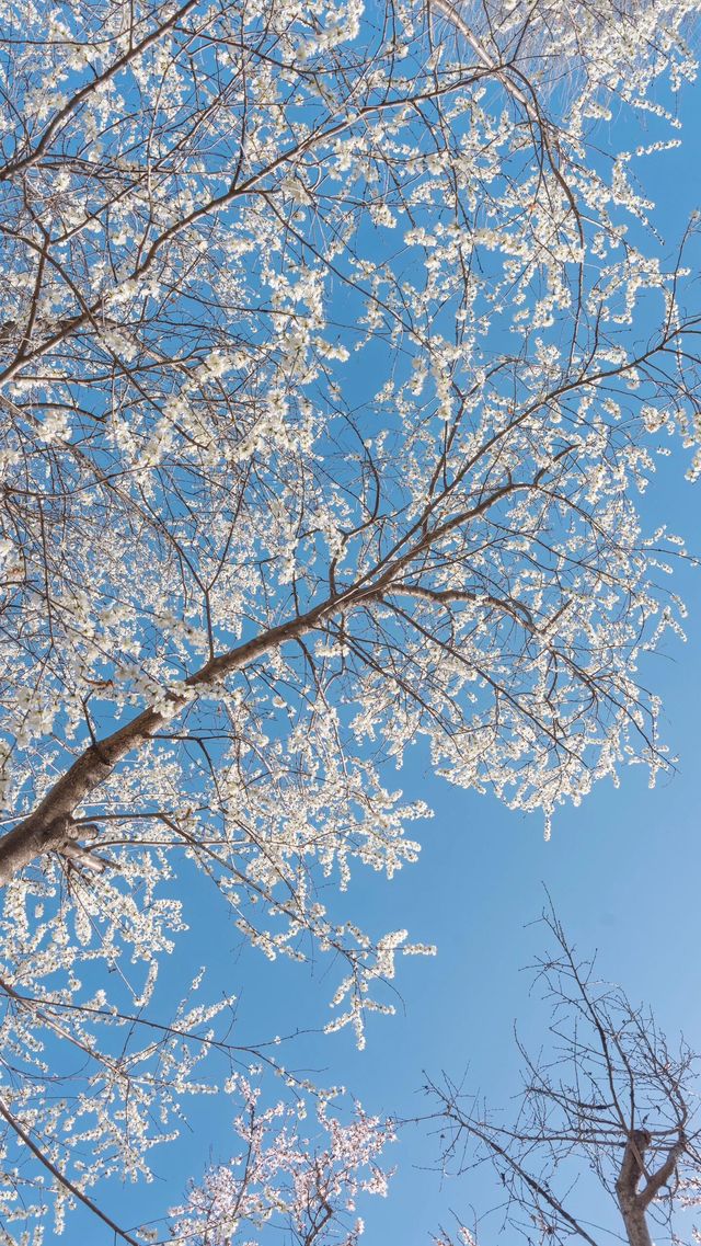 闖入奧森嘅四季花海，邂逅一整年嘅浪漫