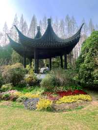 南京限定！中山植物園櫻花保姆級攻略