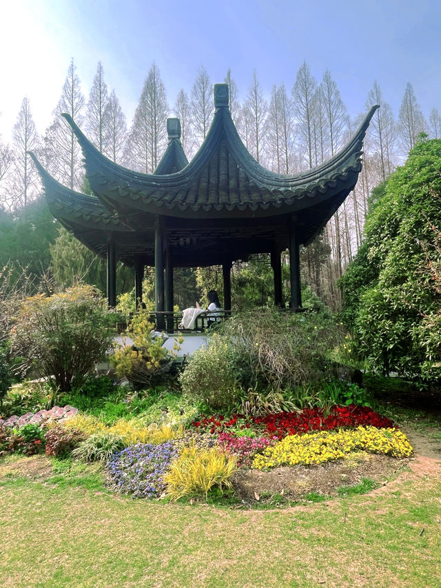 南京限定！中山植物園櫻花保姆級攻略