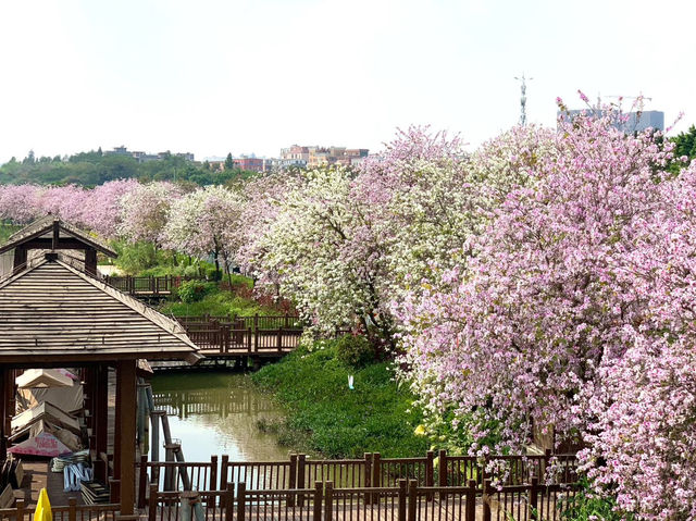 海珠濕地公園，超級治愈的自然氧吧✨