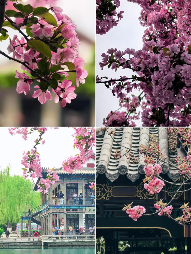 濟南五龍潭賞花全攻略 | 吃喝玩樂一站式搞掂
