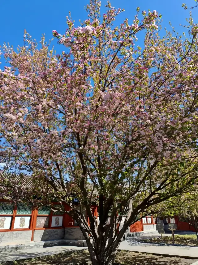 恭王府—海棠花開正當時。