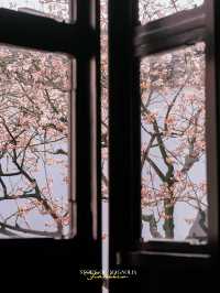 Experience the Enchanting Spring in Suzhou