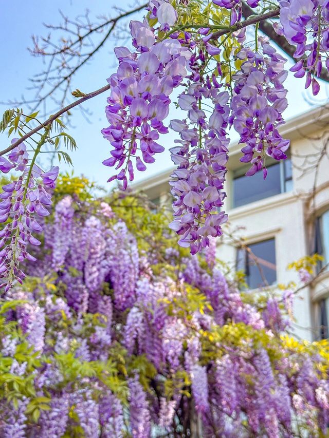 西昌限定！邂逅夢幻紫藤花瀑布