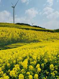 被《中國國家地理》稱為「地球上最壯觀的油菜花海」