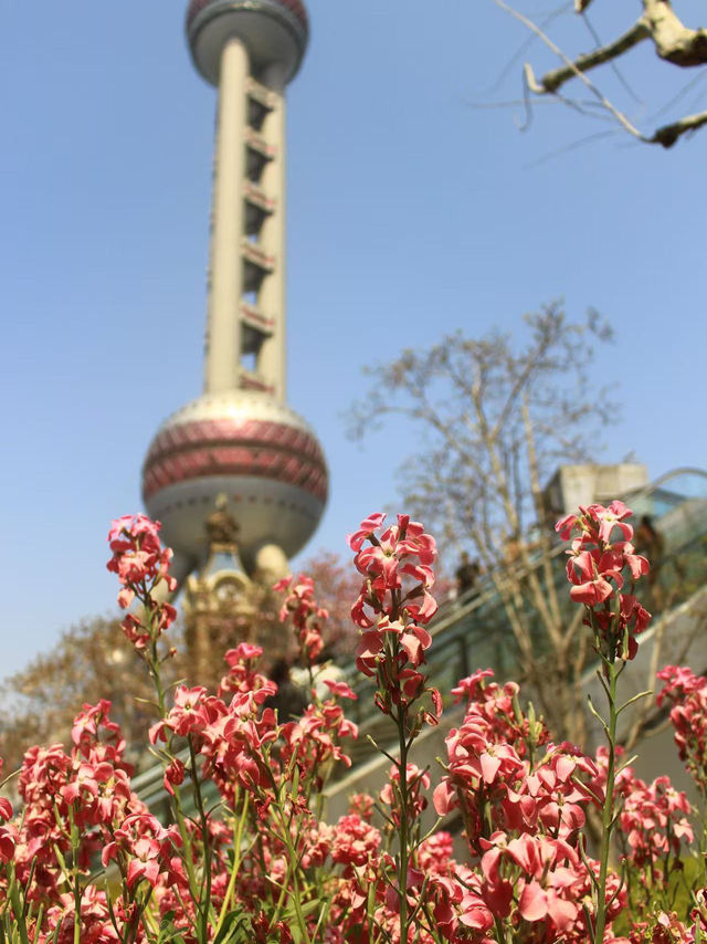 Spring in Shanghai🌸🌸🌸