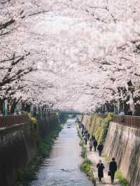 名古屋櫻花二日遊：古城花事與現代風華的對話