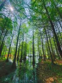 奔赴鎮江，解鎖兩日人文山水圖鑑