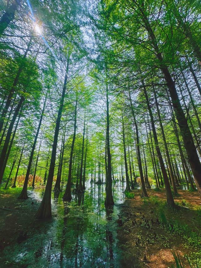奔赴鎮江，解鎖兩日人文山水圖鑑
