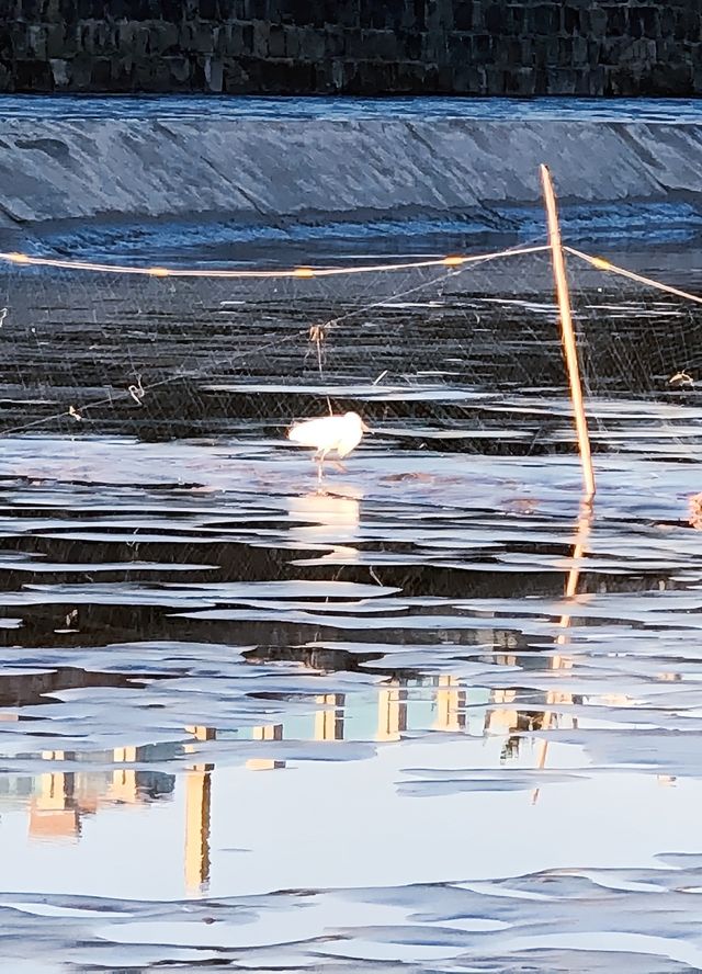 海鹽海寧爆款孝親慢遊攻略