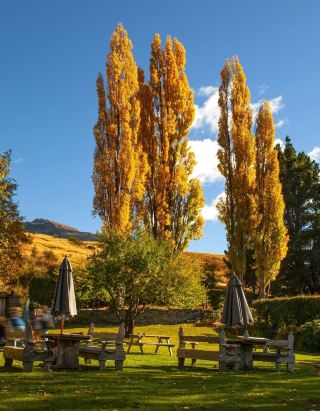 New Zealand's autumn colors are 99% complete, the last 1% is waiting for you