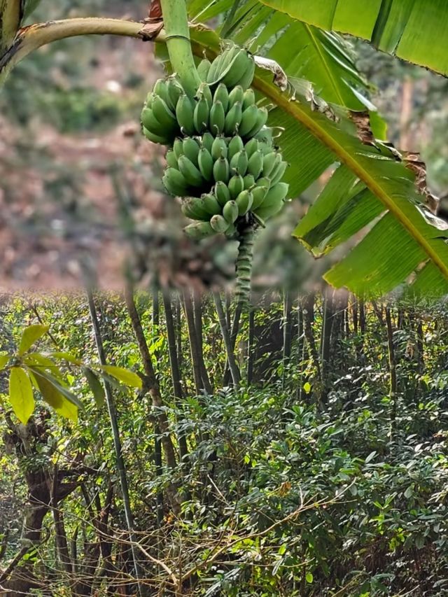 中國最後一個原始部落【翁丁】