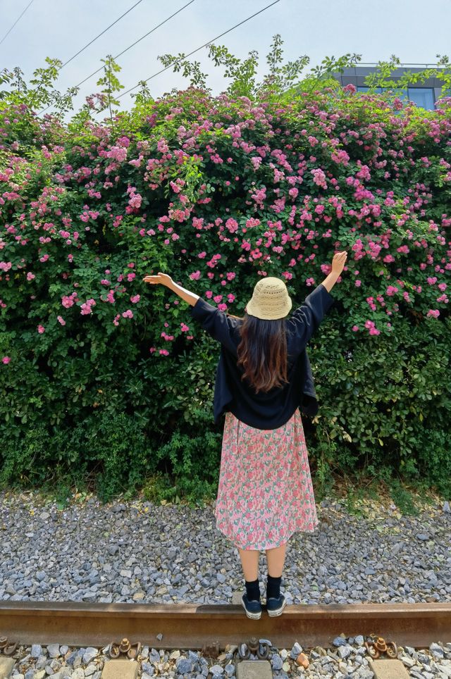 北京薔薇花已開好兩大打卡點分享～