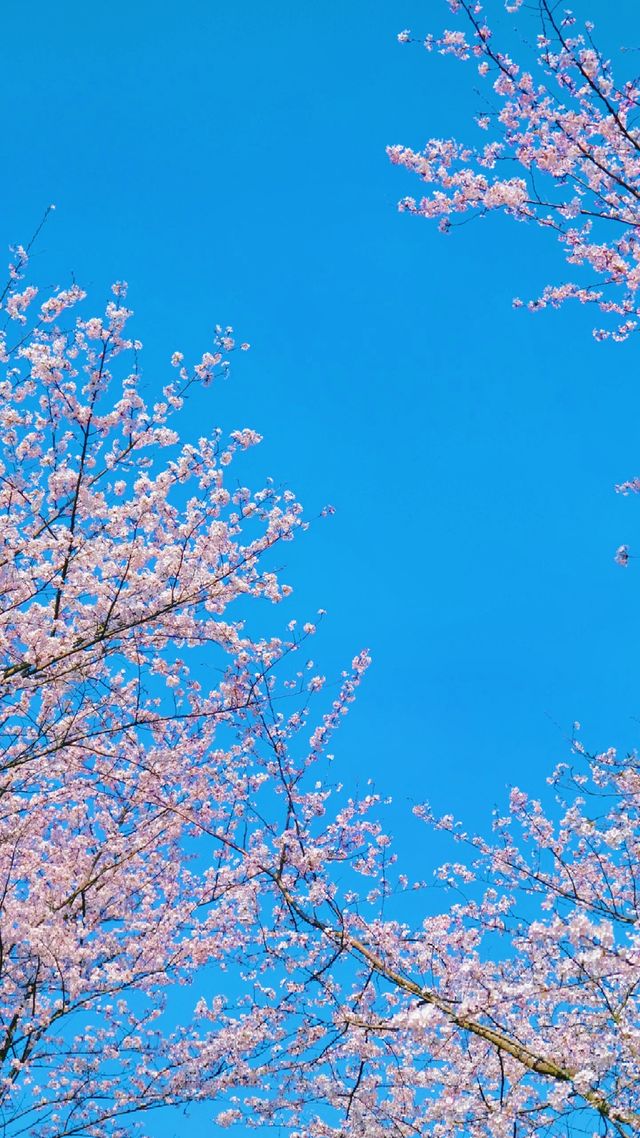 你對貴陽公交嘅十一條賞花專線，真係了解嗎？