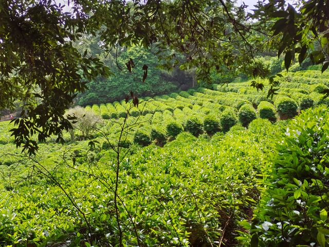 雁南飛茶田景區