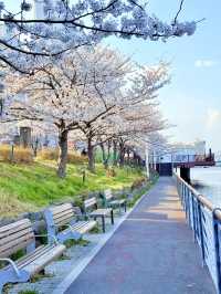 釜山嘅櫻花季就係人間理想