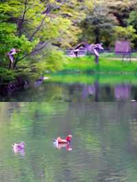 水鏡櫻魄：札幌中島公園朝暮行