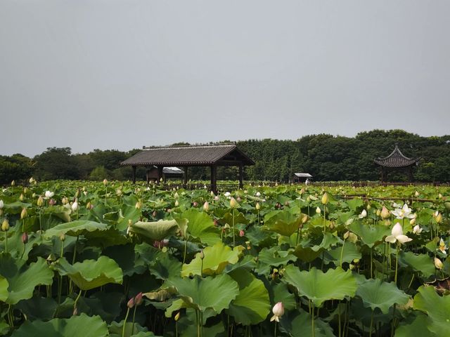 馬鳴村百畝荷塘｜夏天一齊嚟睇荷花啦~