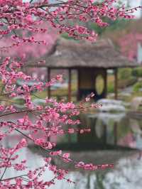 4月唔去成都，你根本唔知咩叫春天嘅美！
