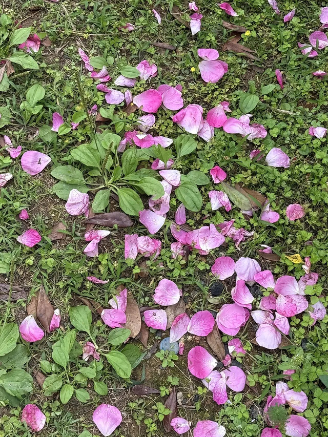 梅州藏住片「月季秘境」，免費打卡現實版莫奈花園