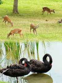 上海人把口真係密實，竟然仲隱藏咗個小鹿寶藏公園