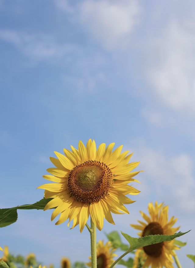 超大向日葵花海免費人少快衝