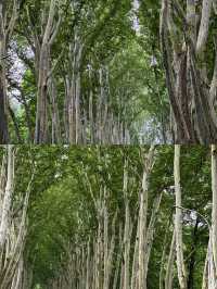 為咗影呢條梧桐大道，特登去咗南京一趟