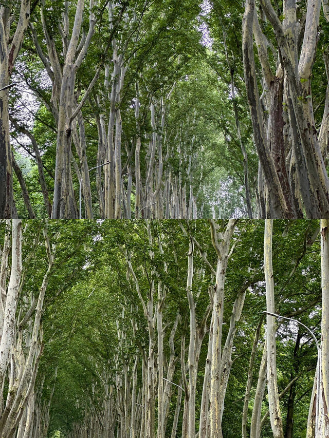 為咗影呢條梧桐大道，特登去咗南京一趟