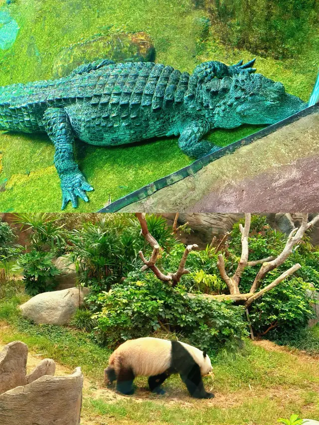 與海洋精靈共舞