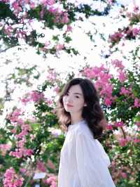 成都嘅紫薇花海靚到爆，人少免費