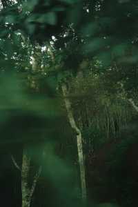 隨手一拍就係雨林大片
