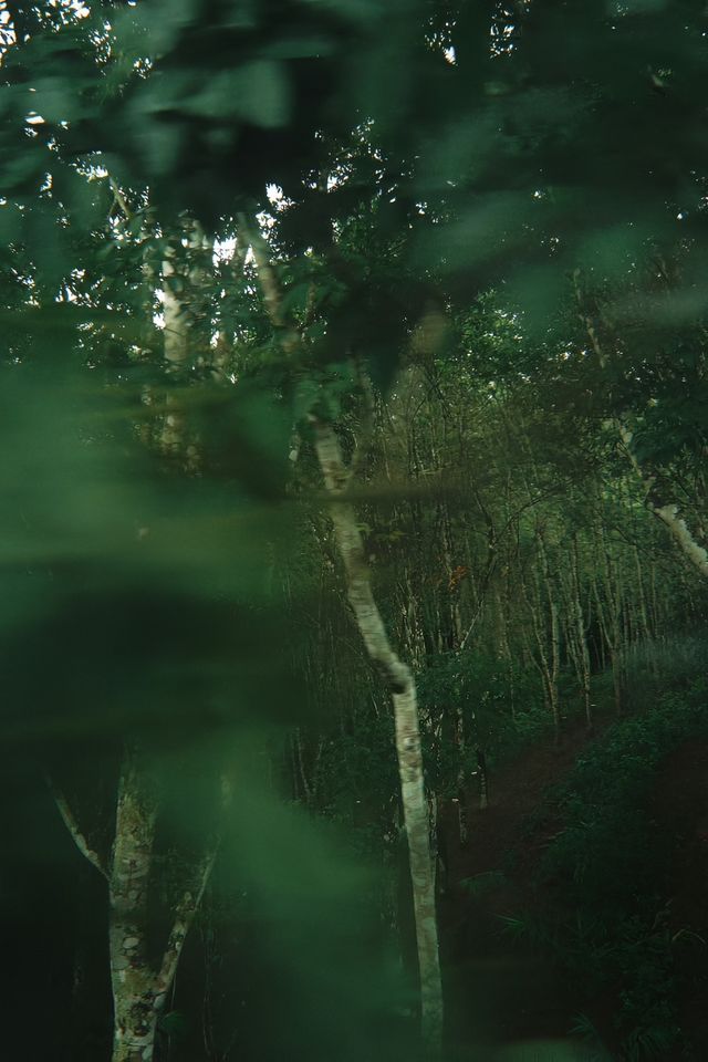 隨手一拍就係雨林大片