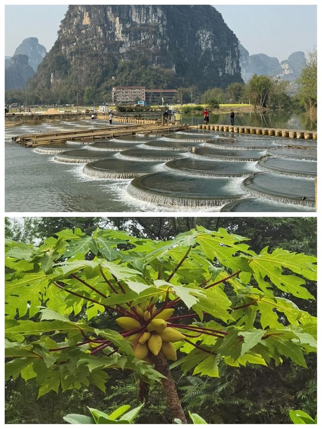 啱啱從廣西明仕田園返嚟，講啲難聽嘅大實話
