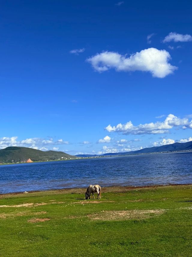 麗江-香格里拉一日遊>一場洗滌心靈的旅程。