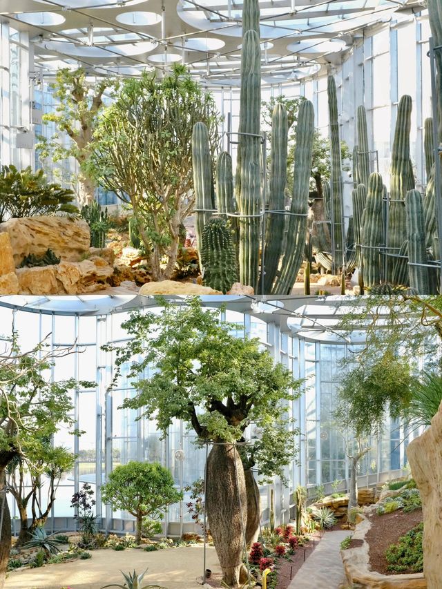 以為海洋館已經夠美了，直到到了水底森林
