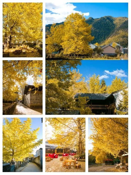 騰衝銀杏旅遊攻略