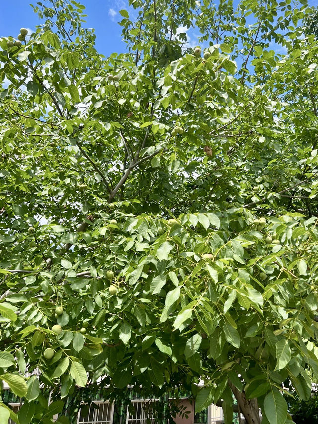 遠離喧囂，邂逅田園之詩：山緣生態莊園景區
